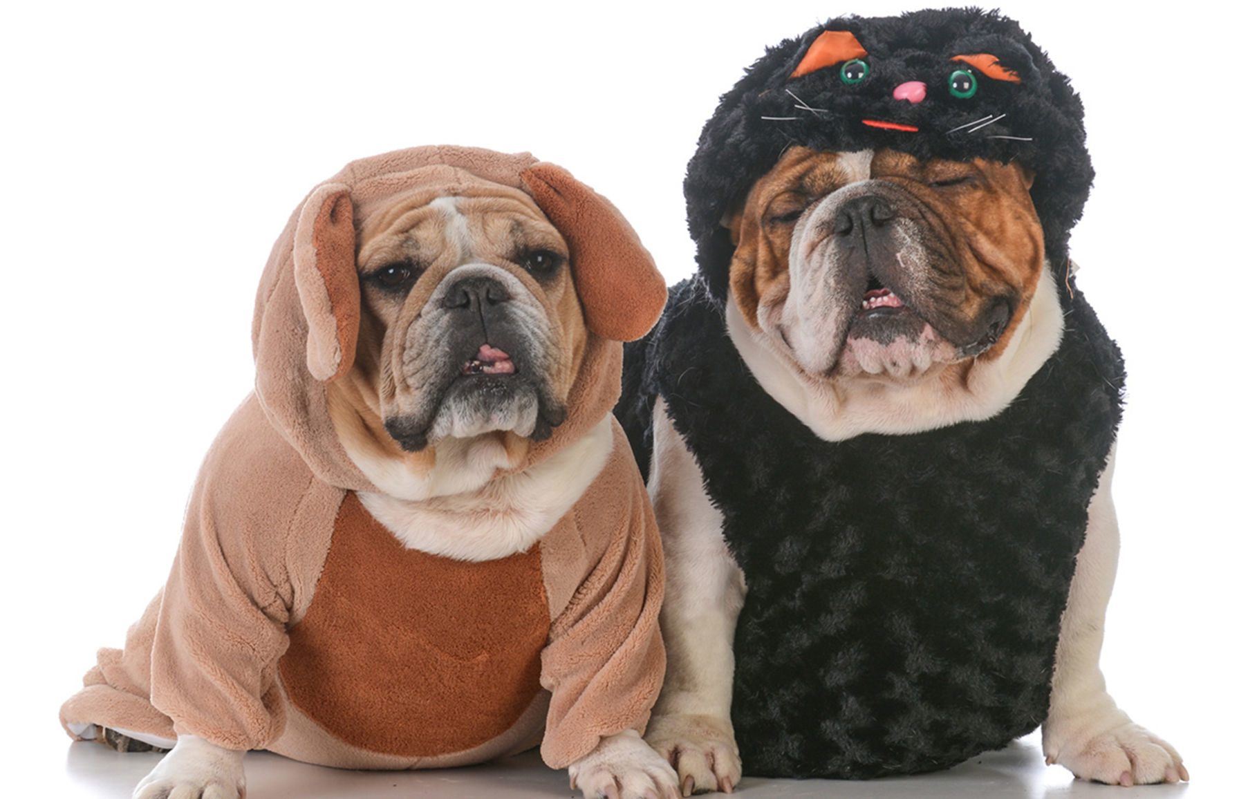 6. Dog